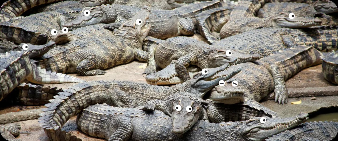 Alligator Solutions team helping businesses grow online